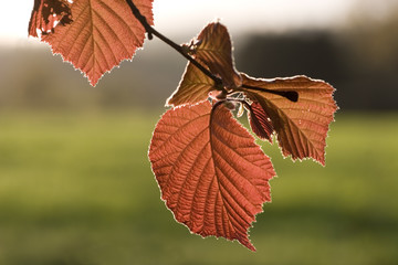 herbst