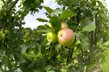 garden organic ryton ryton gardens warwickshire mi