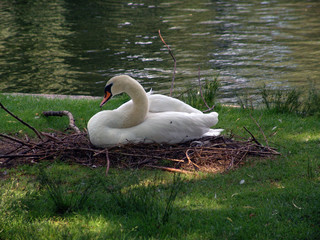 swan resting