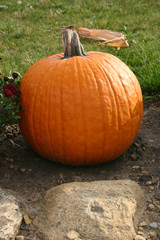 orange pumpkin