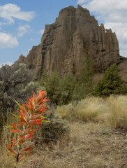flower and rock