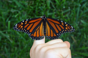 monarch butterfly on finger
