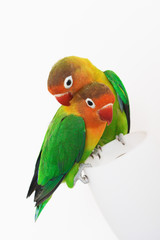 pair of lovebirds
