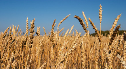 wheat field