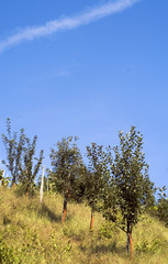 Obraz premium orchard