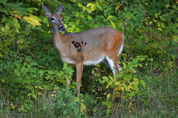 female deer