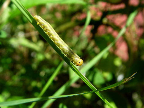 larva