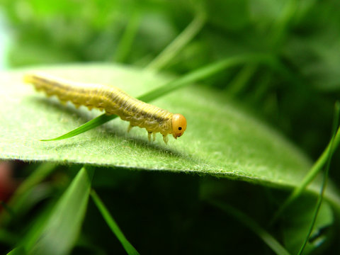 larva on leaf
