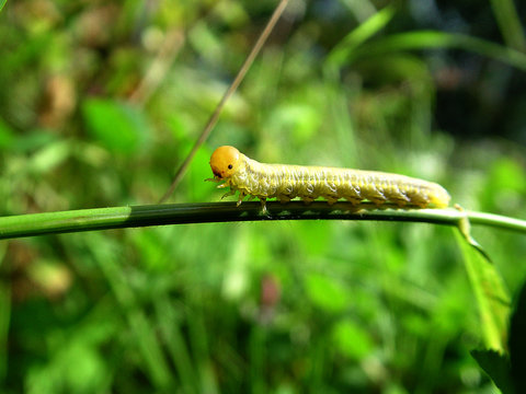 larva