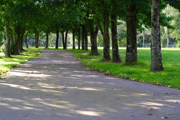 route ombragé