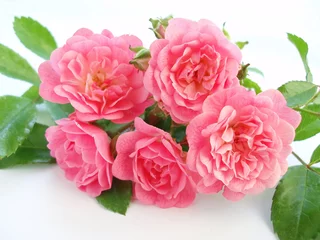 Papier Peint photo autocollant Macro rose rose