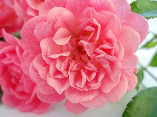 Papier Peint photo autocollant Macro rose rose