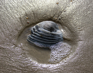 bubbling seashell