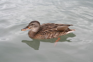 duck on the river