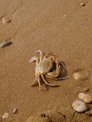 crab