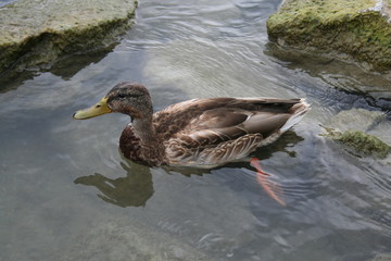 swimming duck