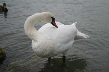 white swan