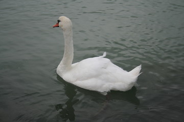 swimming swan