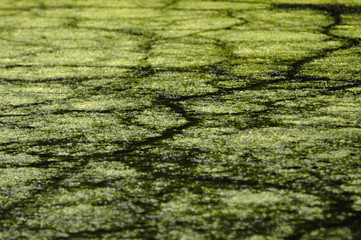algae mat lake abstract