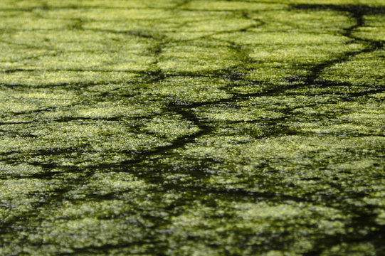 algae mat lake abstract