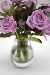 moody pink roses in vase 2