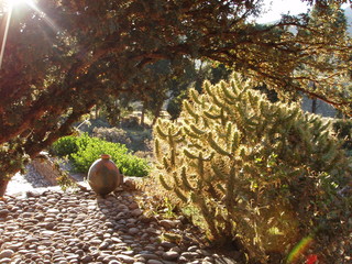 sun-dappled nature scene
