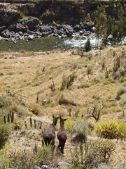 vista w/burros in love