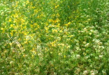 impressionist field with wildflowers