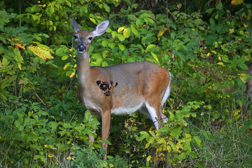 female deer