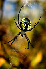 garden spider, argiope aurantia