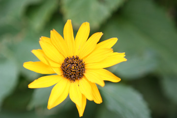 single yellow flower