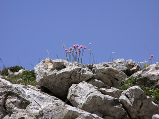 0520- petites fleurs sur rocher