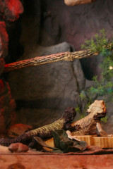 lizard 2