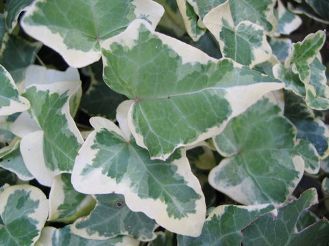 feuilles de li&egrave;re