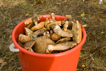reaped crop of mushrooms