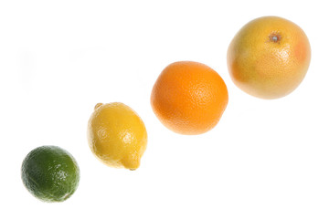 the citrus family