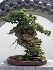 Tableaux ronds sur aluminium Bonsaï bonsaï chinois
