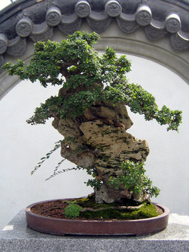 chinise bonsai tree