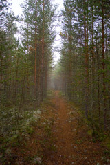 Obraz premium path