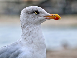 gull in profile