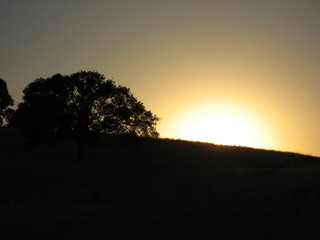 sunset and oak