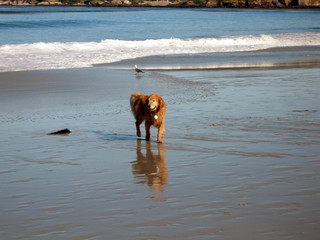 pebble beach