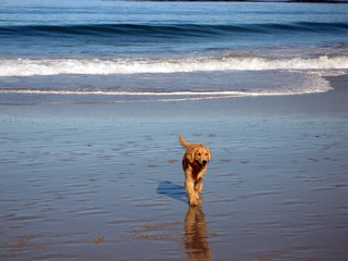 pebble beach