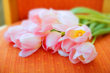 Fototapeta na wymiar pink tulips - france