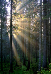 golden sunrays on a savage fir forest