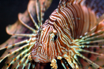 lionfish