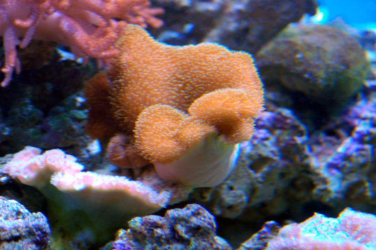 sea anemones