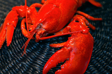 lobster