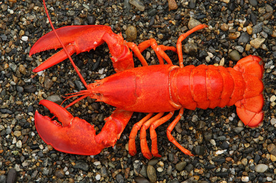 Lobster. Maine