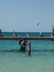pelicans lined up on seaside dock
